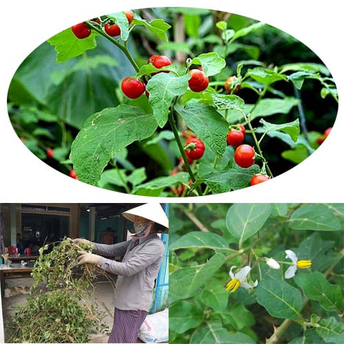 Cà gai leo có hiệu quả trong việc điều trị gan nhiễm mỡ